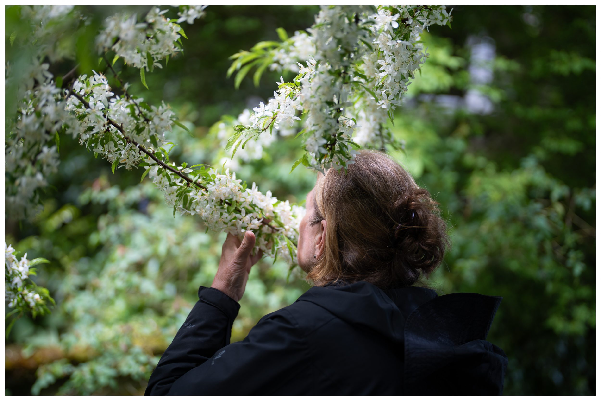 MARY_BLOSSOMS_V2